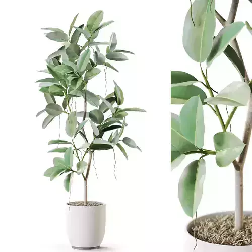 Plant 1260 3D model