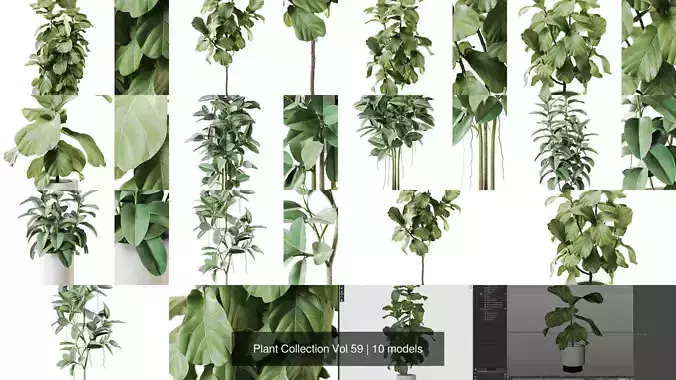 Plant Collection Vol 59