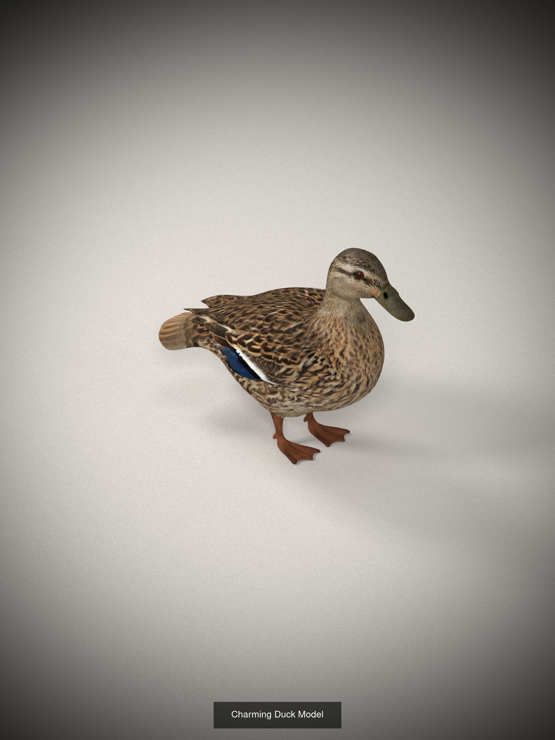 Animals 3D Model Collection_4