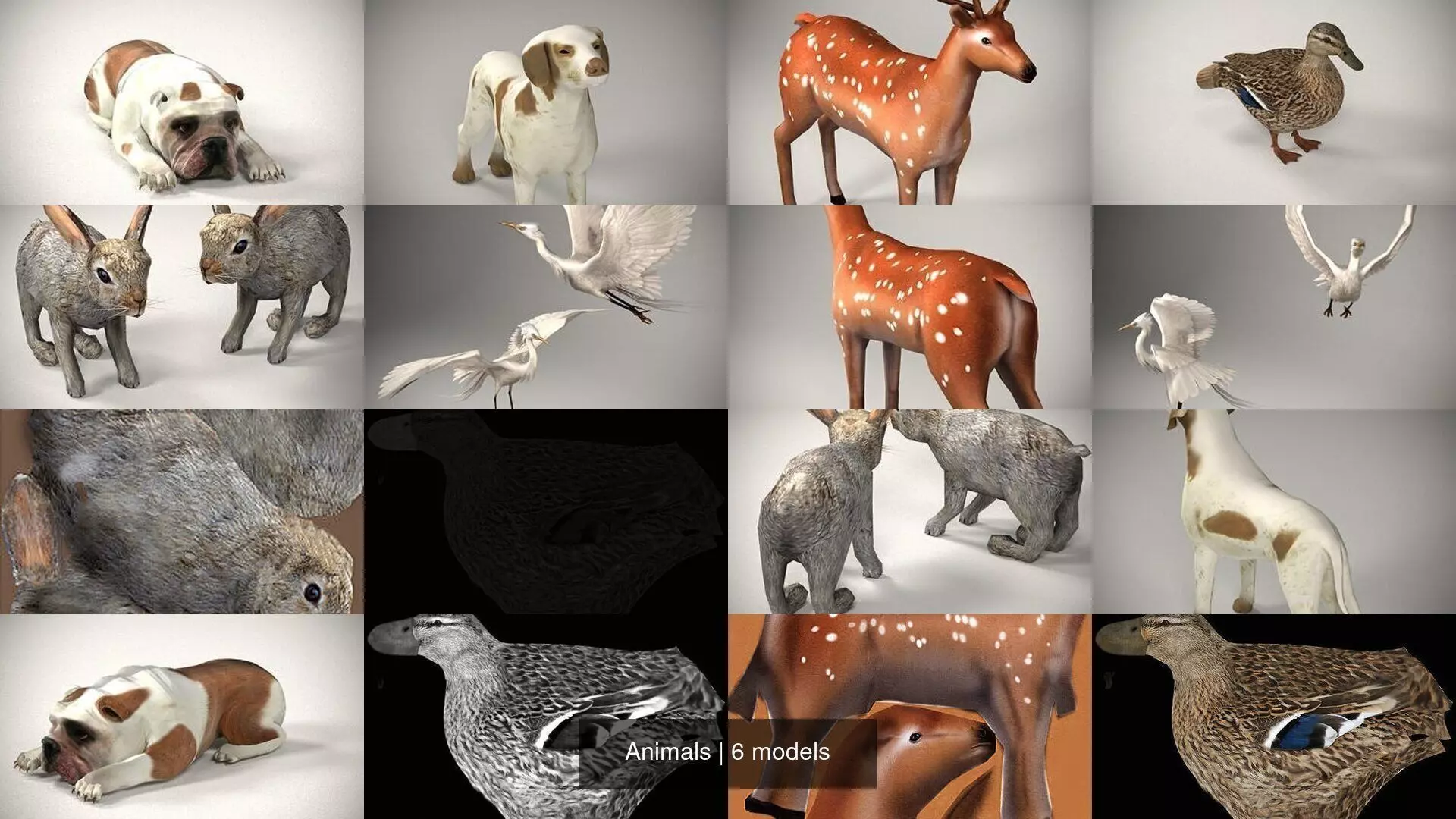 Animals 3D Model Collection_0