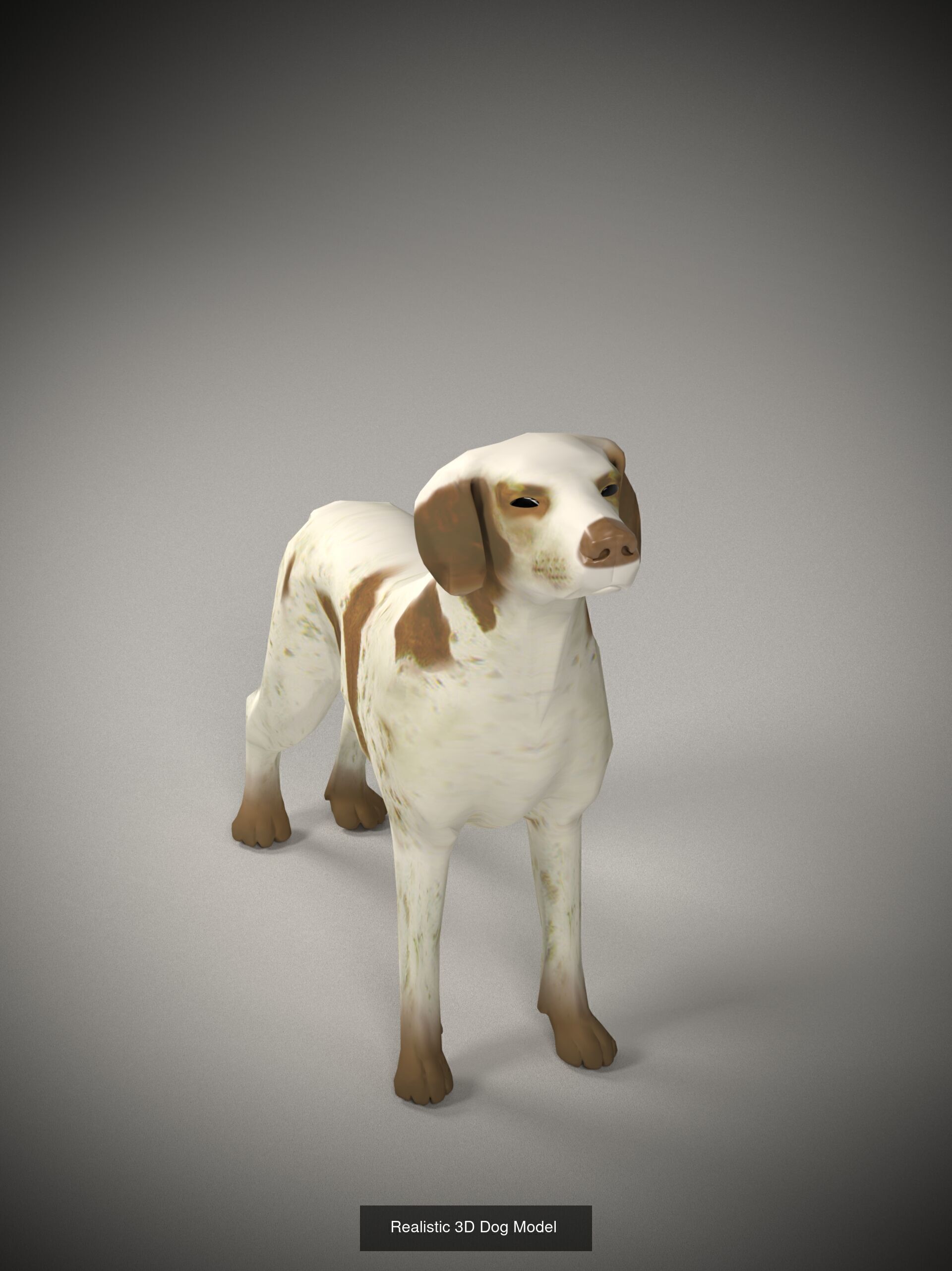 Animals 3D Model Collection_2