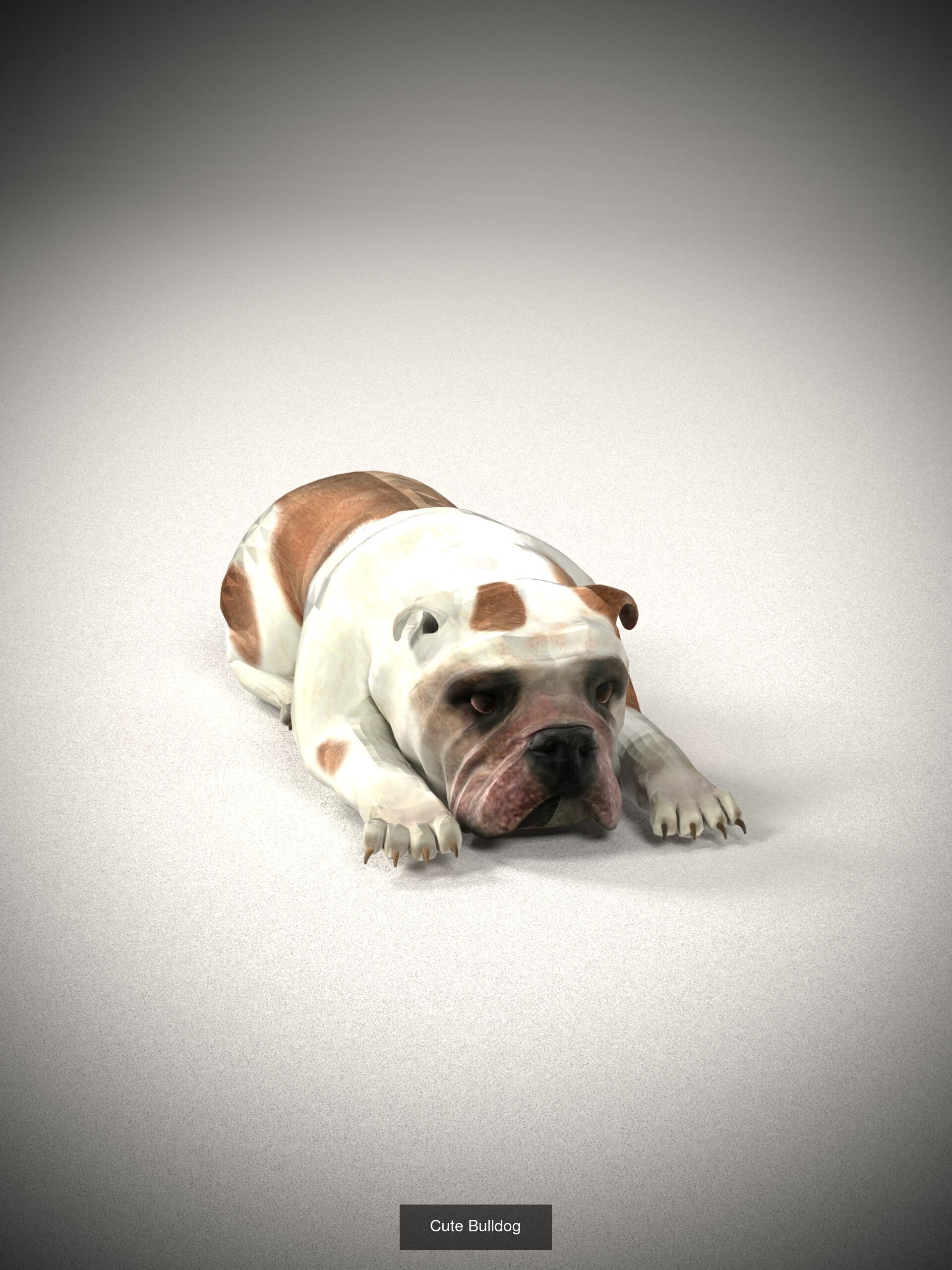 Animals 3D Model Collection_1