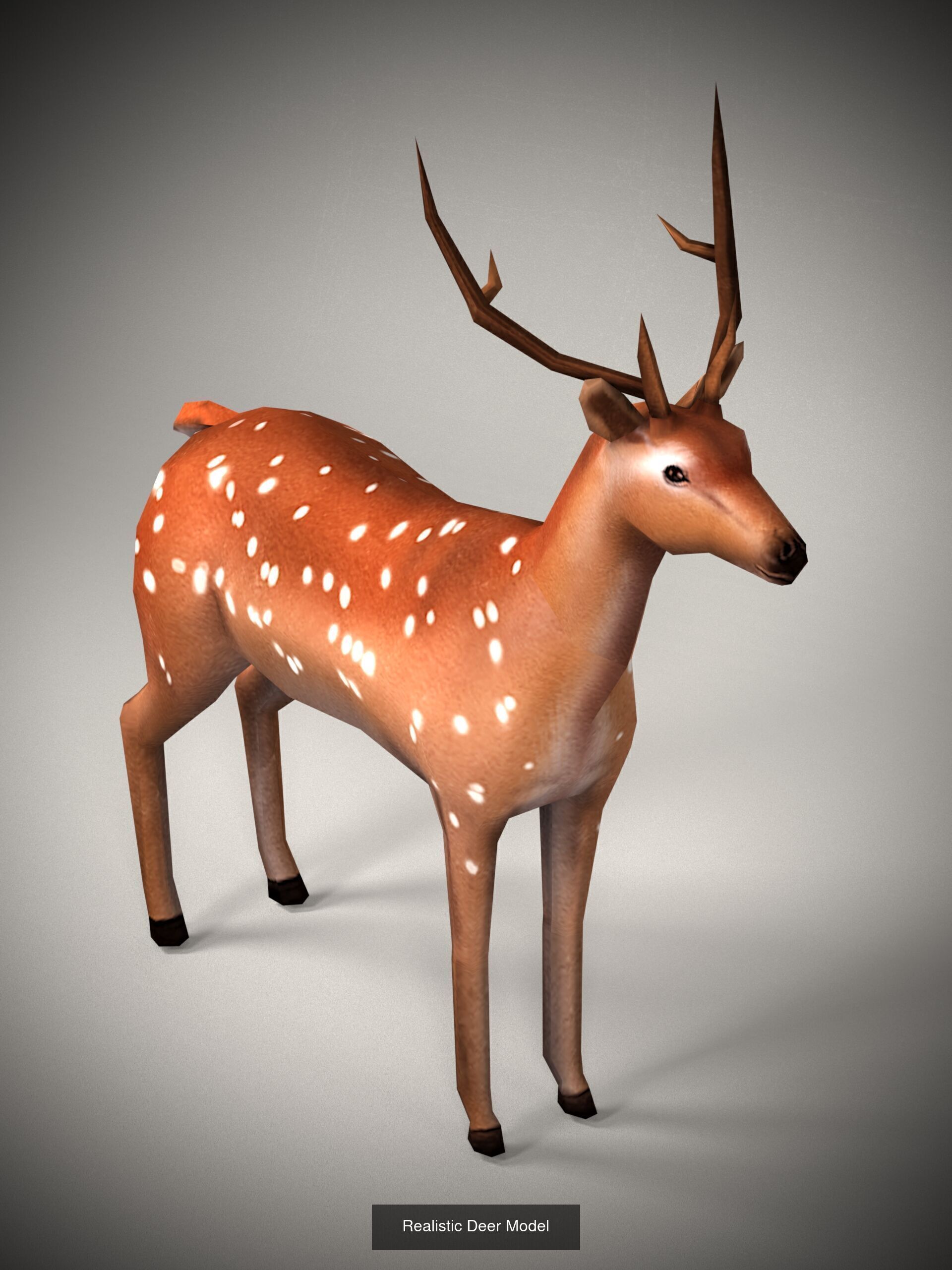 Animals 3D Model Collection_3