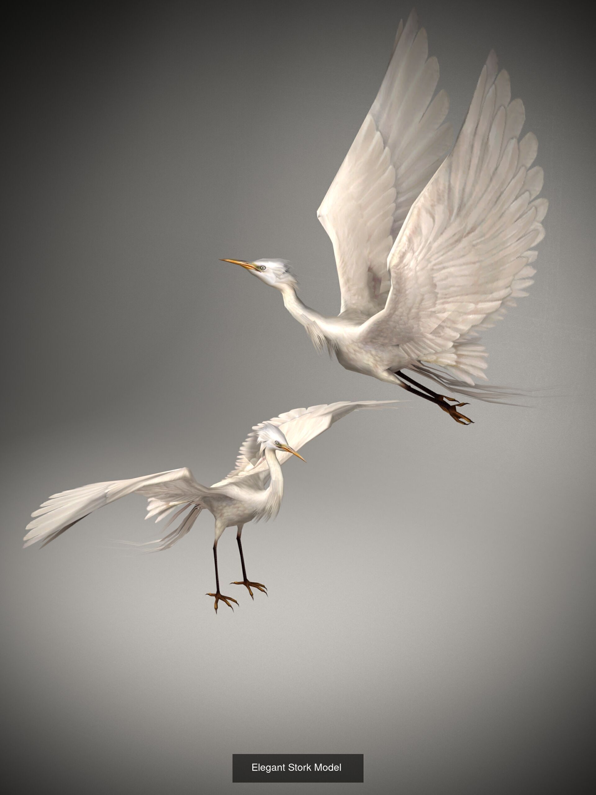 Animals 3D Model Collection_6