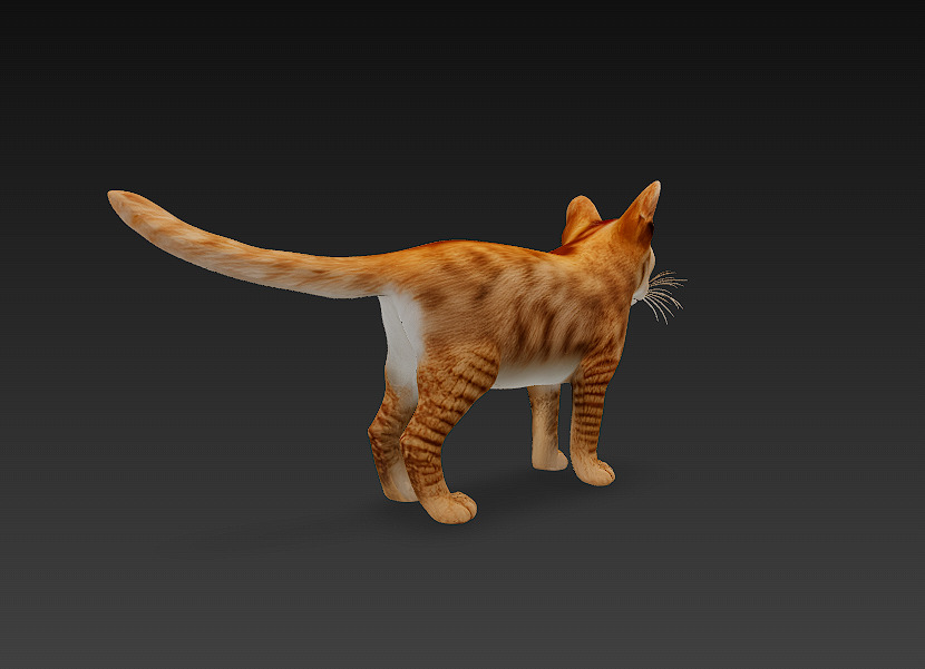 Cat Orange 3D Model Basic - Low Poly Simple Low-poly 3D model_3