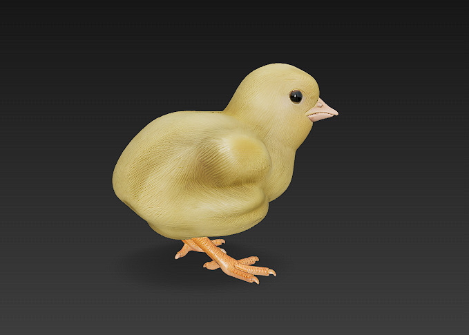 Chick Baby 3D Model Basic - Low Poly Simple Low-poly 3D model_4