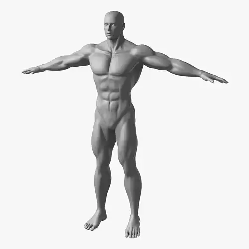 Muscle Male Basemesh 3D Model Base Body Anatomy