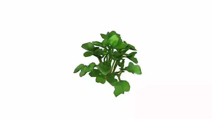 3d Render Freshly Harvested Watercress Plant