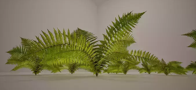 Full Geometry Lady Ferns