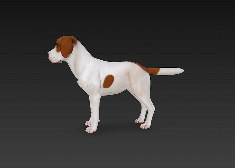 Dog Beagle 3D Model Basic - Low Poly Simple Low-poly 3D model_4