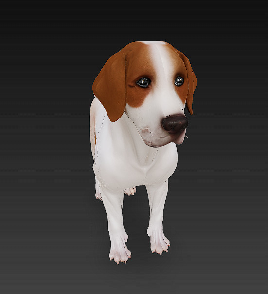 Dog Beagle 3D Model Basic - Low Poly Simple Low-poly 3D model_7