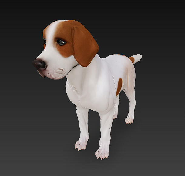 Dog Beagle 3D Model Basic - Low Poly Simple Low-poly 3D model_8