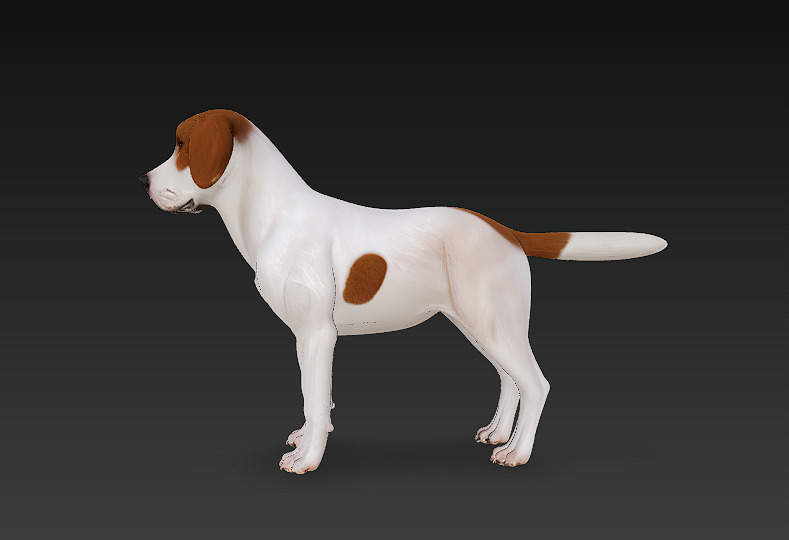 Dog Beagle 3D Model Basic - Low Poly Simple Low-poly 3D model_1