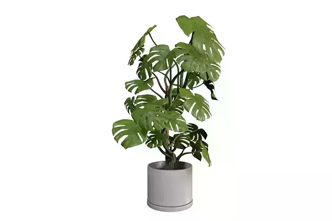 Large Monstera Deliciosa Plant