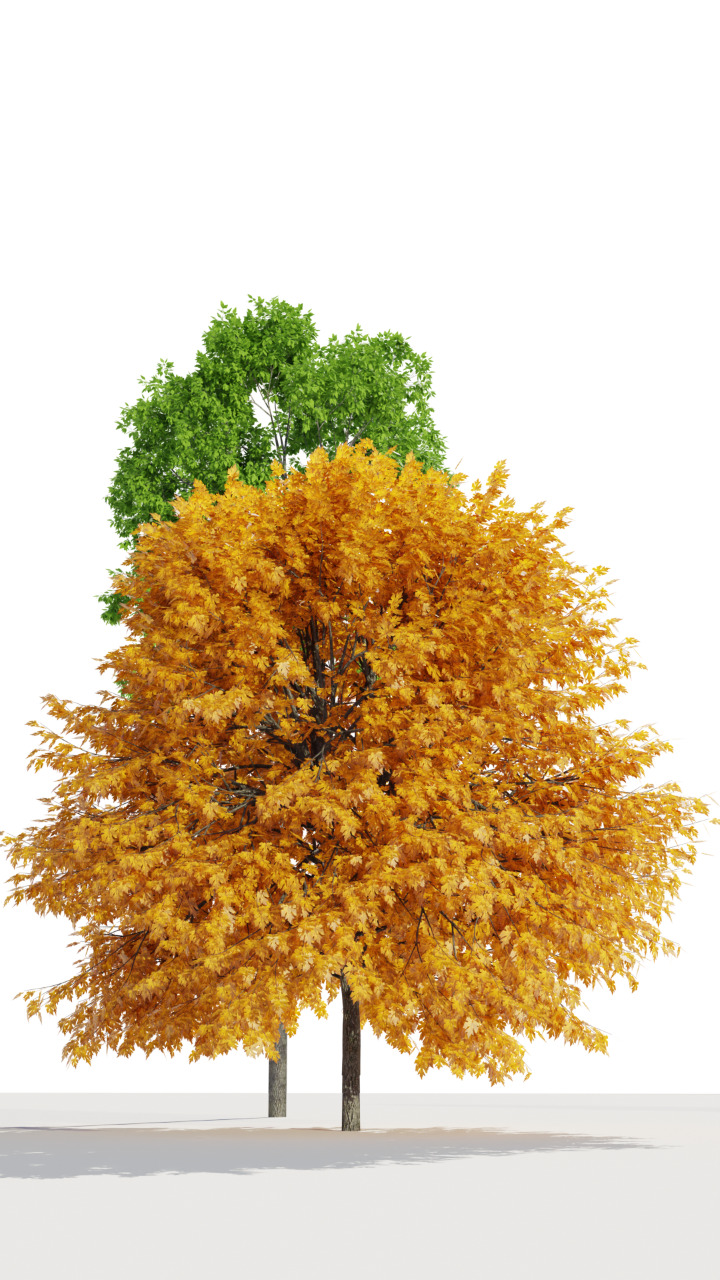 Realistic 3D Trees  Green and Autumn -  Game and Archviz Ready Low-poly 3D model_1