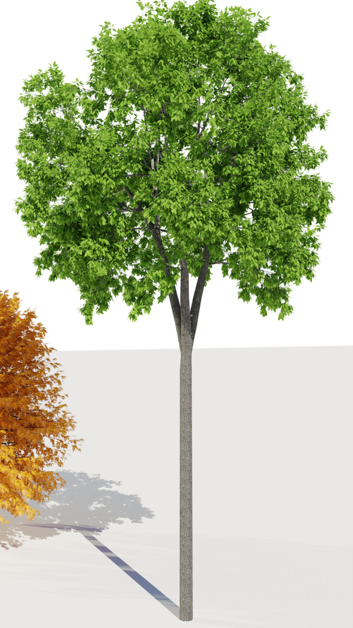 Realistic 3D Trees  Green and Autumn -  Game and Archviz Ready Low-poly 3D model_3