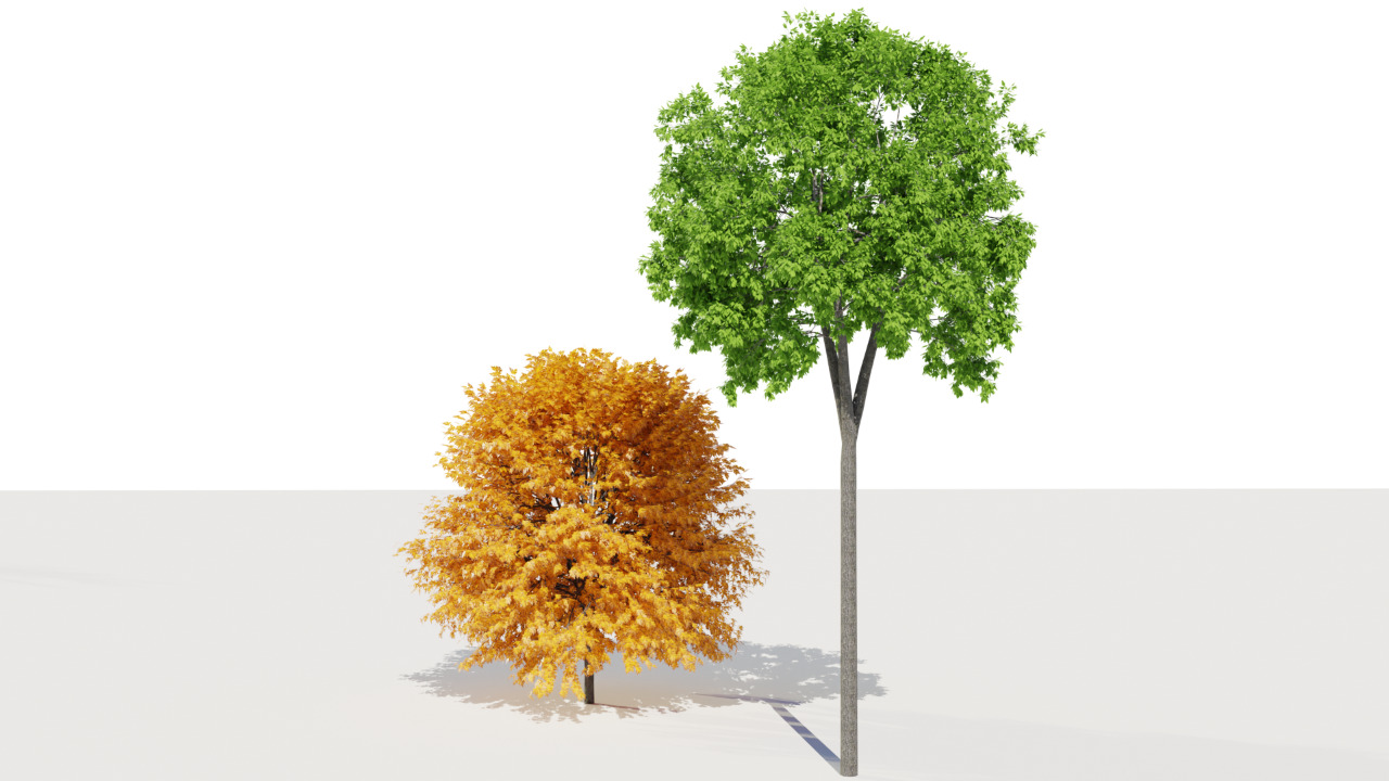 Realistic 3D Trees  Green and Autumn -  Game and Archviz Ready Low-poly 3D model_2