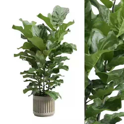 Ficus Lyrata Concrete Pot