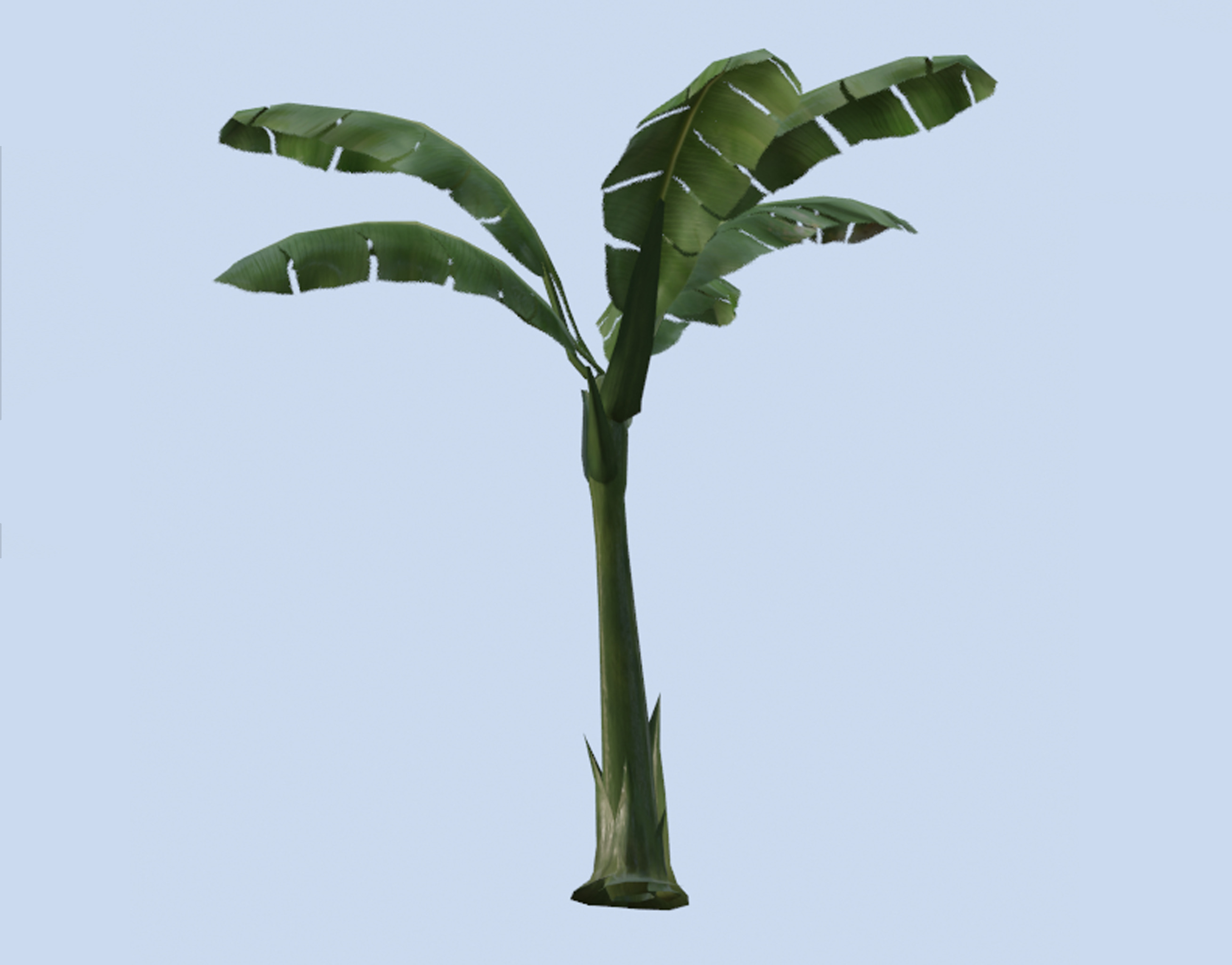 VR PBR ENVIRONMENT ASSET REALISTIC BANANA TREE TALL 3D MODEL Low-poly 3D model_1