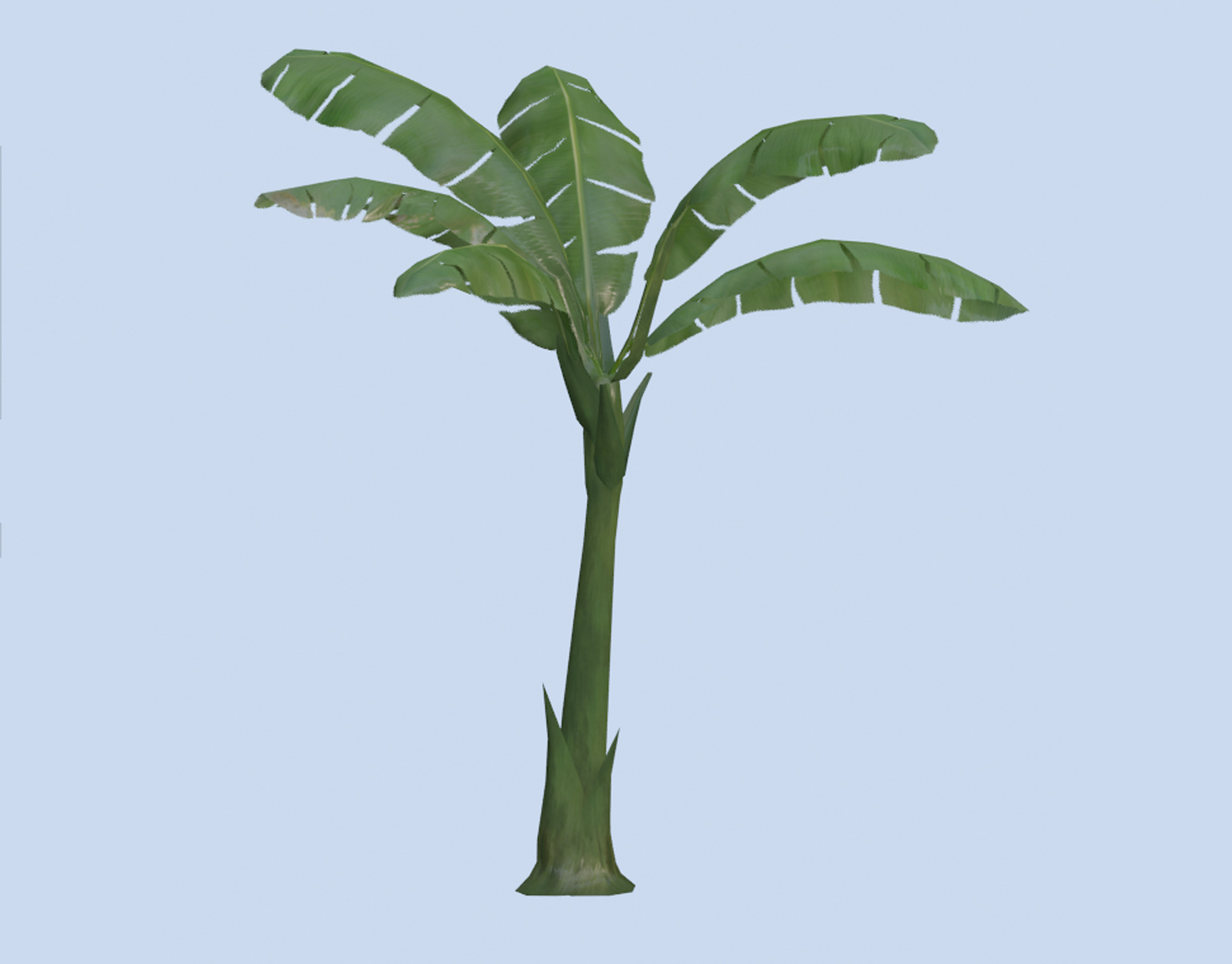 3D model VR PBR ENVIRONMENT ASSET REALISTIC BANANA TREE TALL 3D MODEL ...
