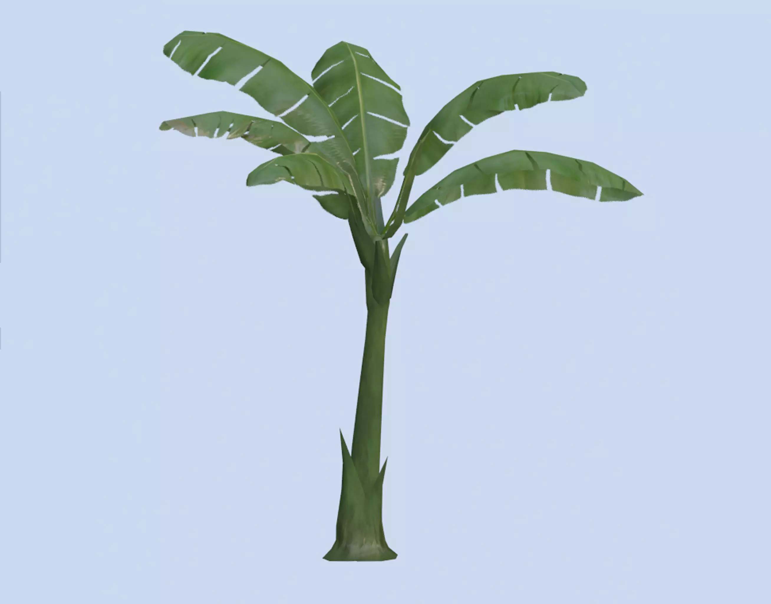 VR PBR ENVIRONMENT ASSET REALISTIC BANANA TREE TALL 3D MODEL Low-poly 3D model_0