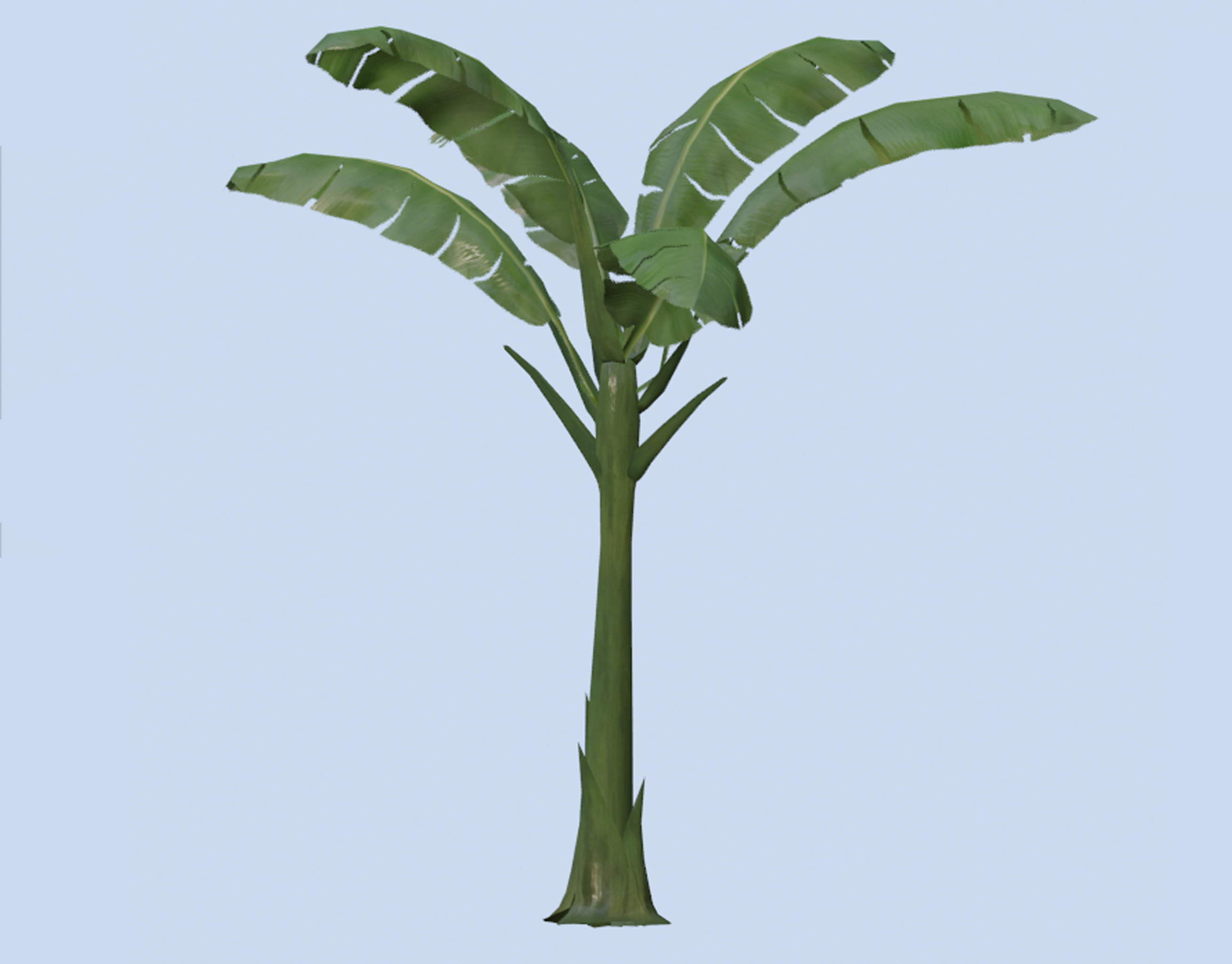 VR PBR ENVIRONMENT ASSET REALISTIC BANANA TREE TALL 3D MODEL Low-poly 3D model_2