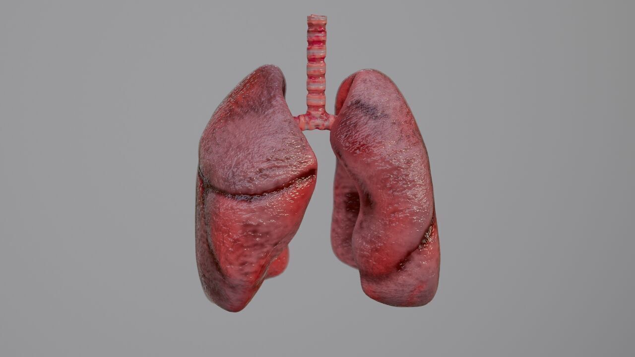 Realistic Animated Human Lungs 3D Model High Detail 3D model_3