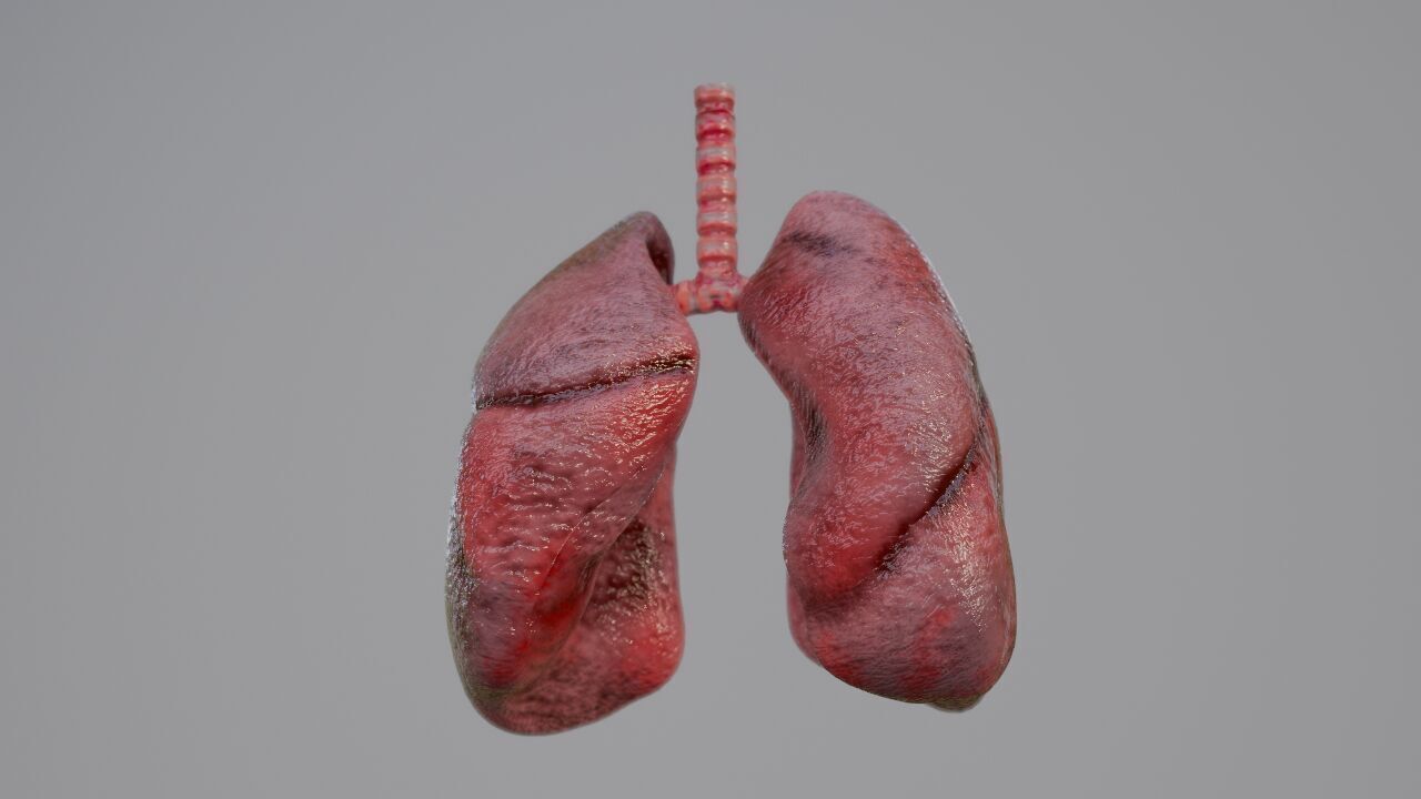 Realistic Animated Human Lungs 3D Model High Detail 3D model_2