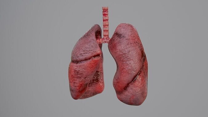 Realistic Animated Human Lungs 3D Model High Detail 3D model