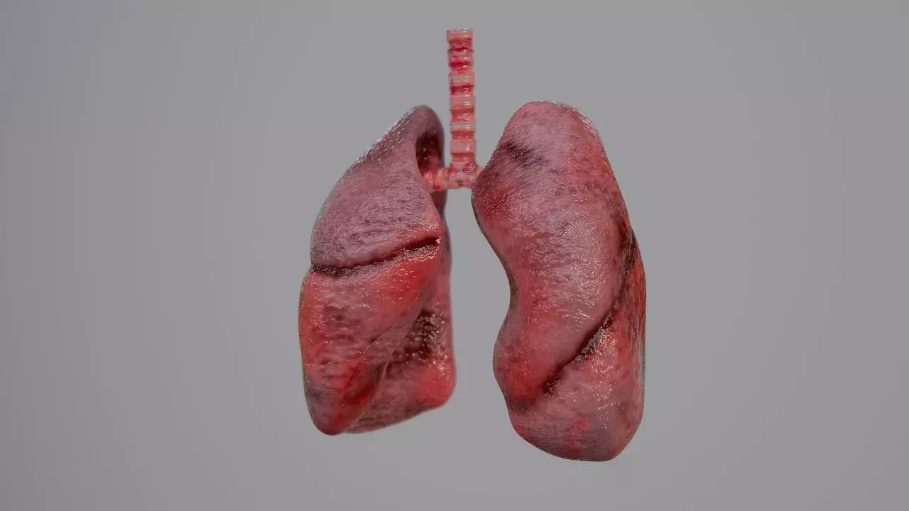 Realistic Animated Human Lungs 3D Model High Detail 3D model_0