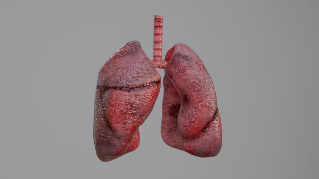 Realistic Animated Human Lungs 3D Model High Detail 3D model_1