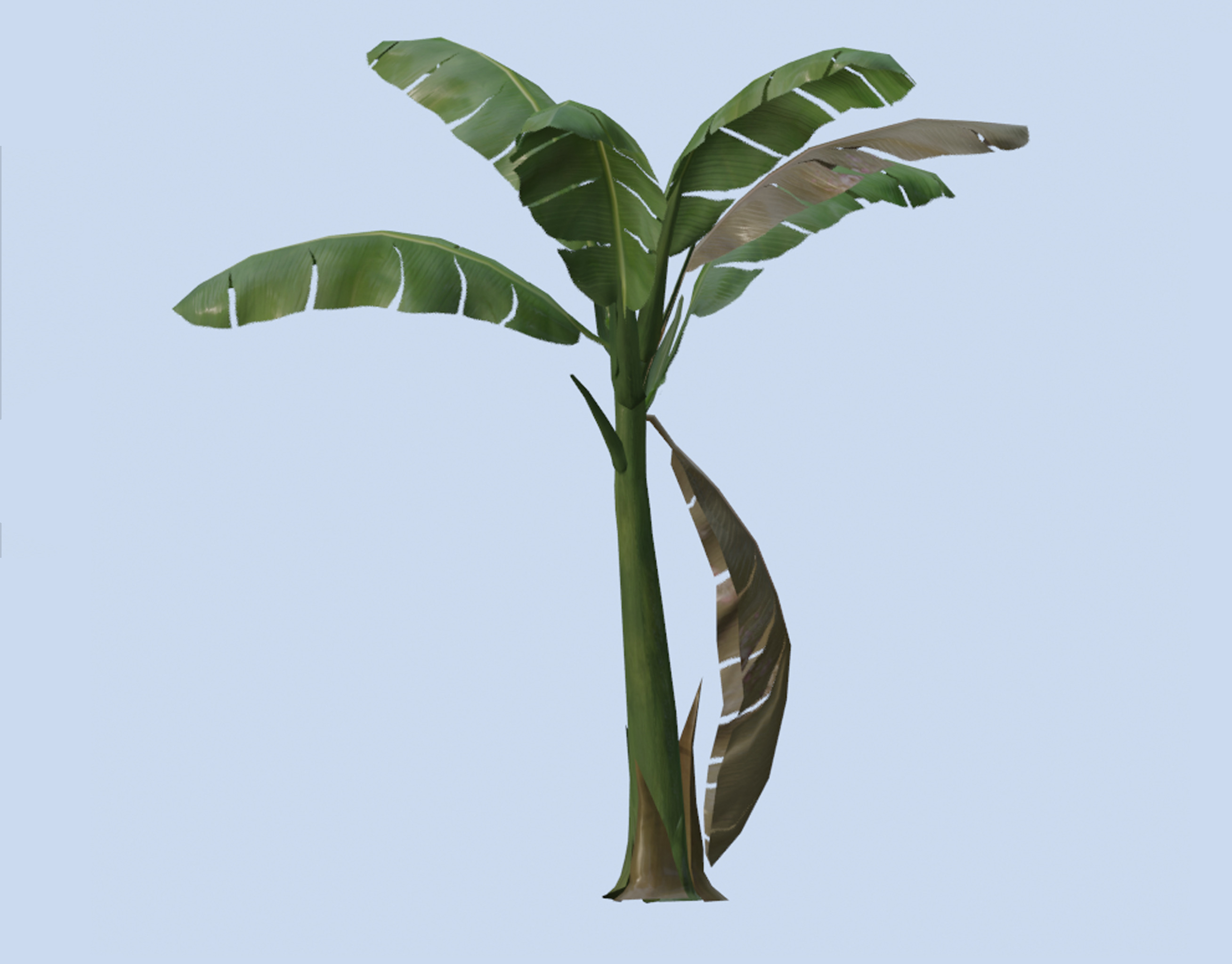 3D model VR PBR ENVIRONMENT ASSET REALISTIC BANANA TREE BROWNING 3D ...