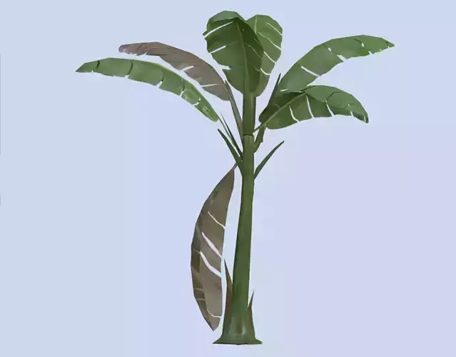 VR PBR ENVIRONMENT ASSET REALISTIC BANANA TREE BROWNING 3D MODEL