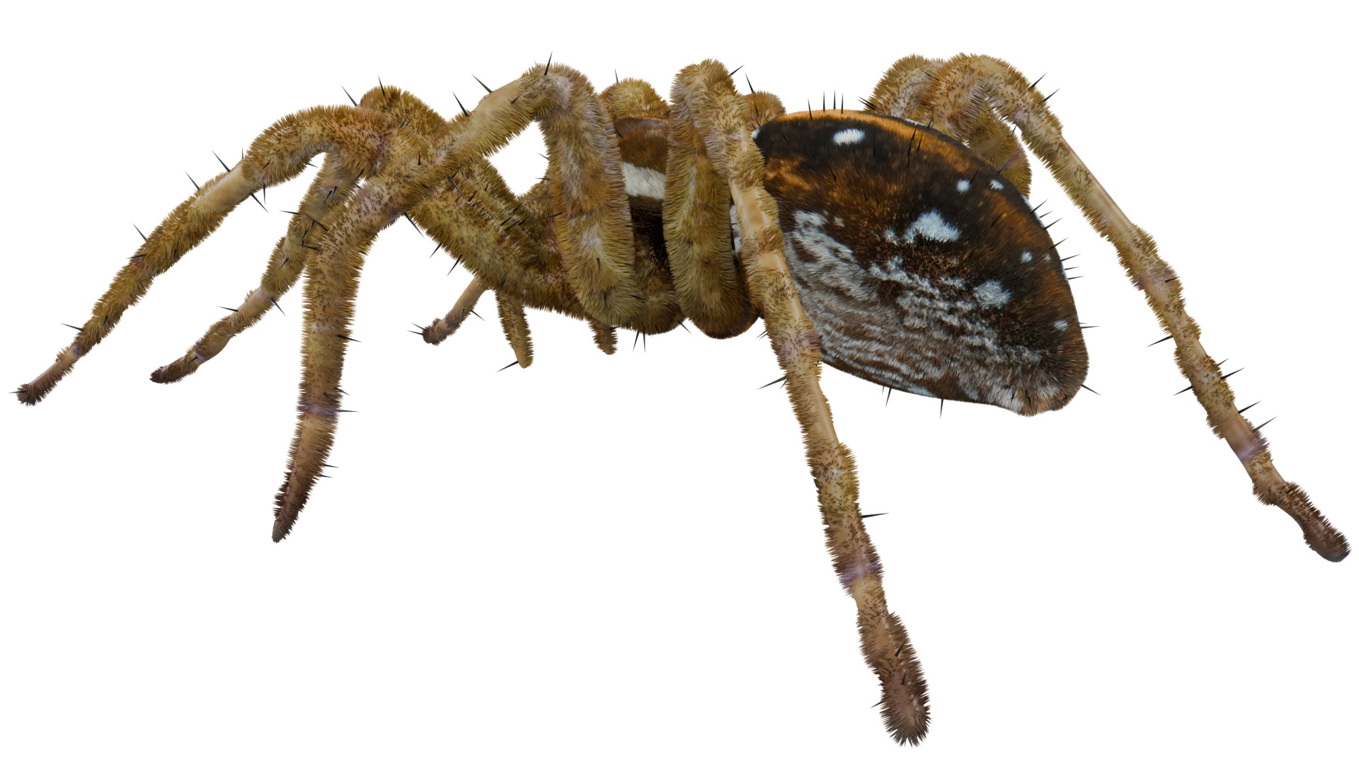 Fishing Spider 3D model_2