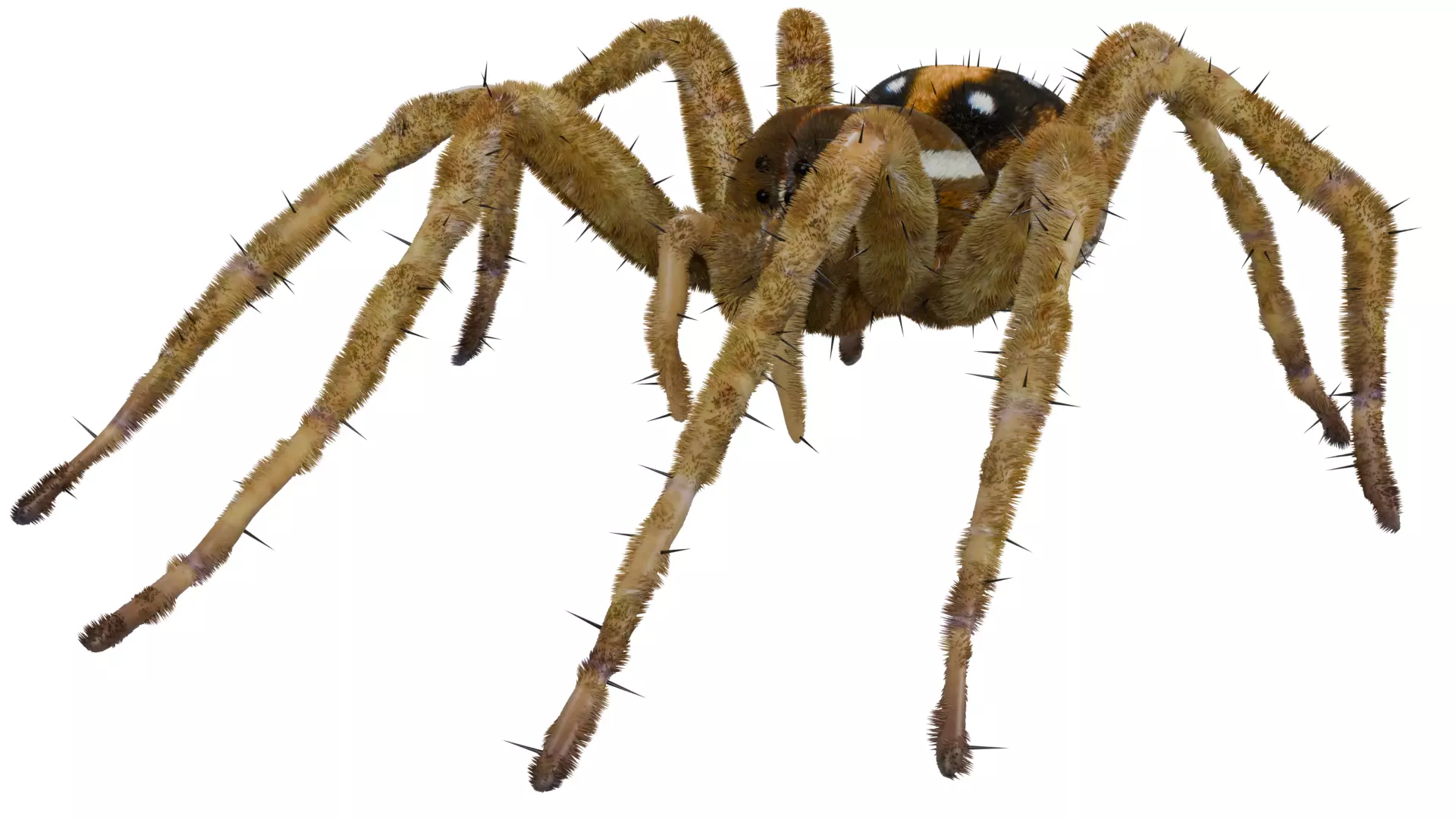 Fishing Spider 3D model_0