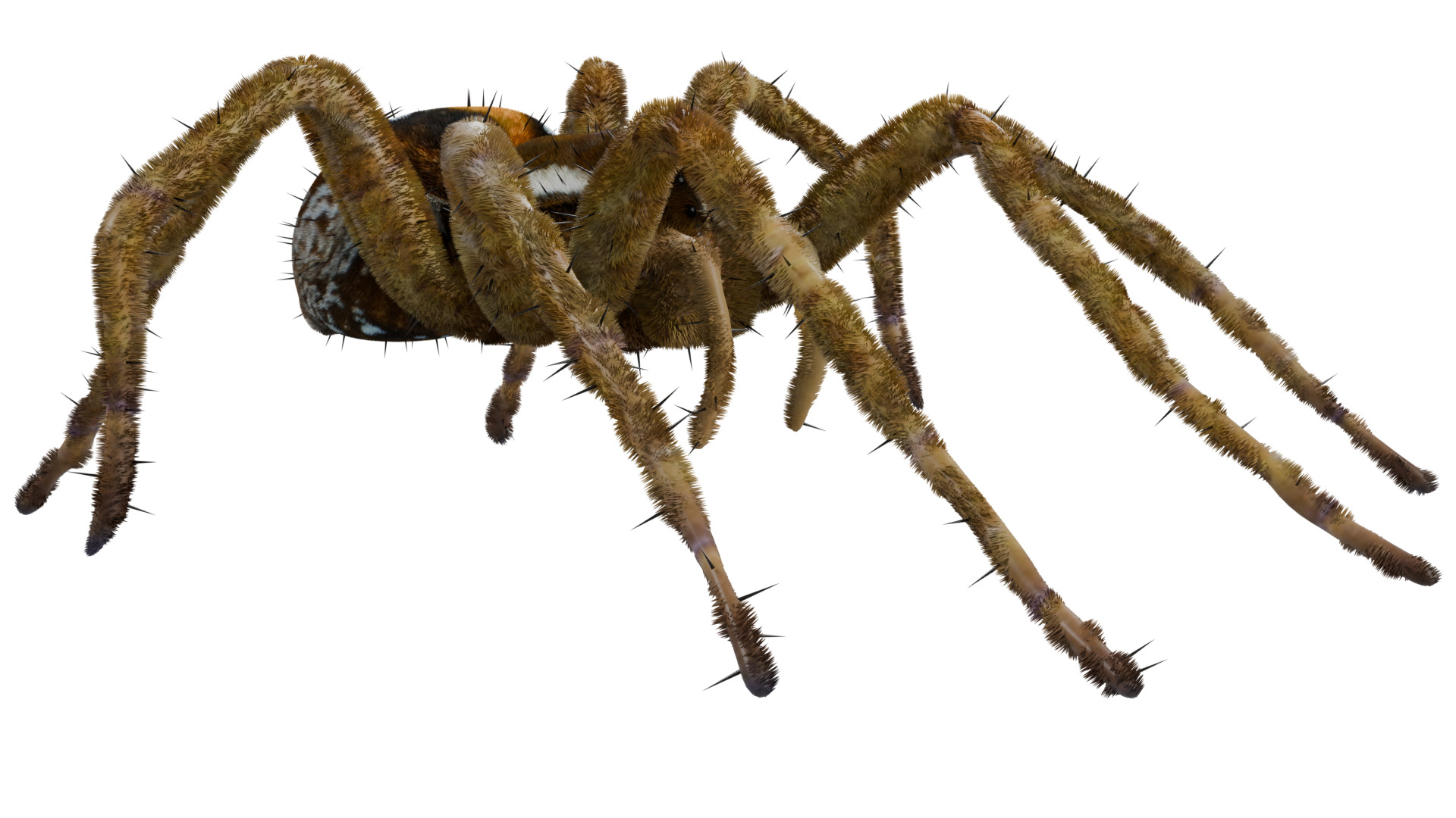 Fishing Spider 3D model_6