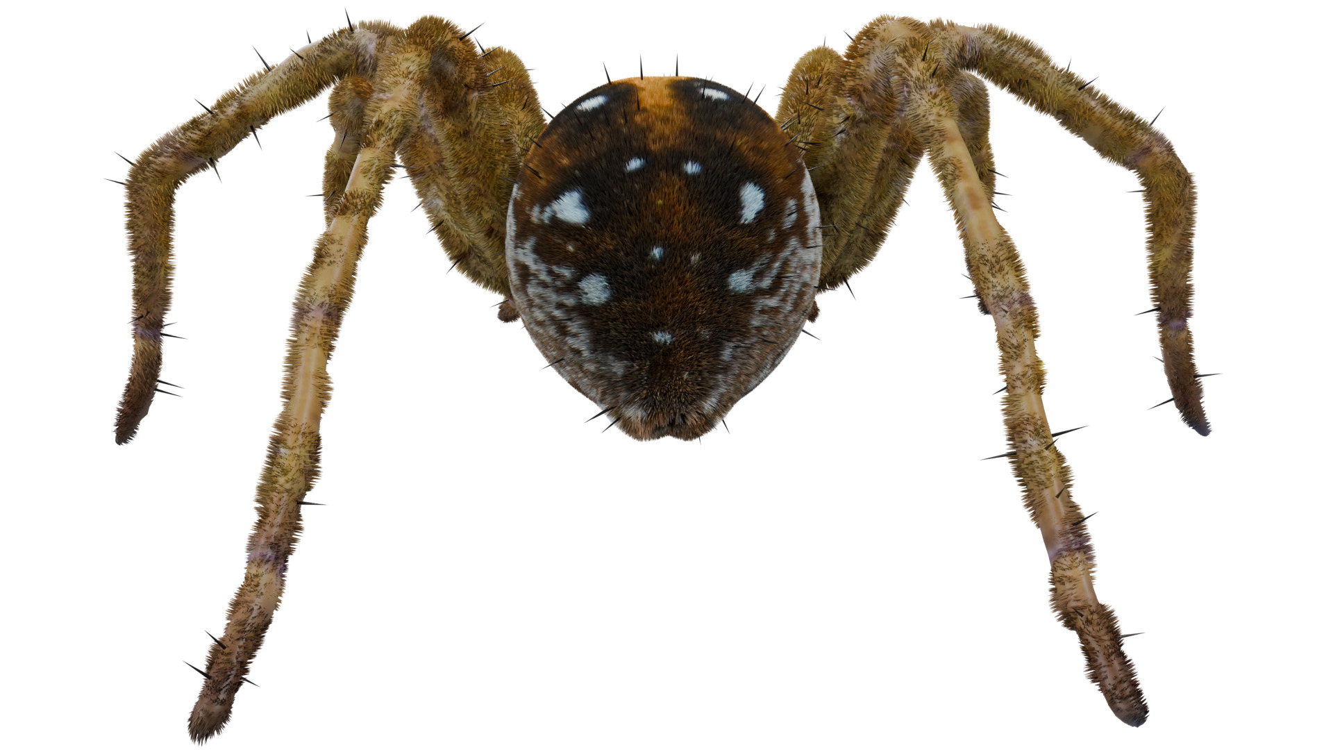 Fishing Spider 3D model_3