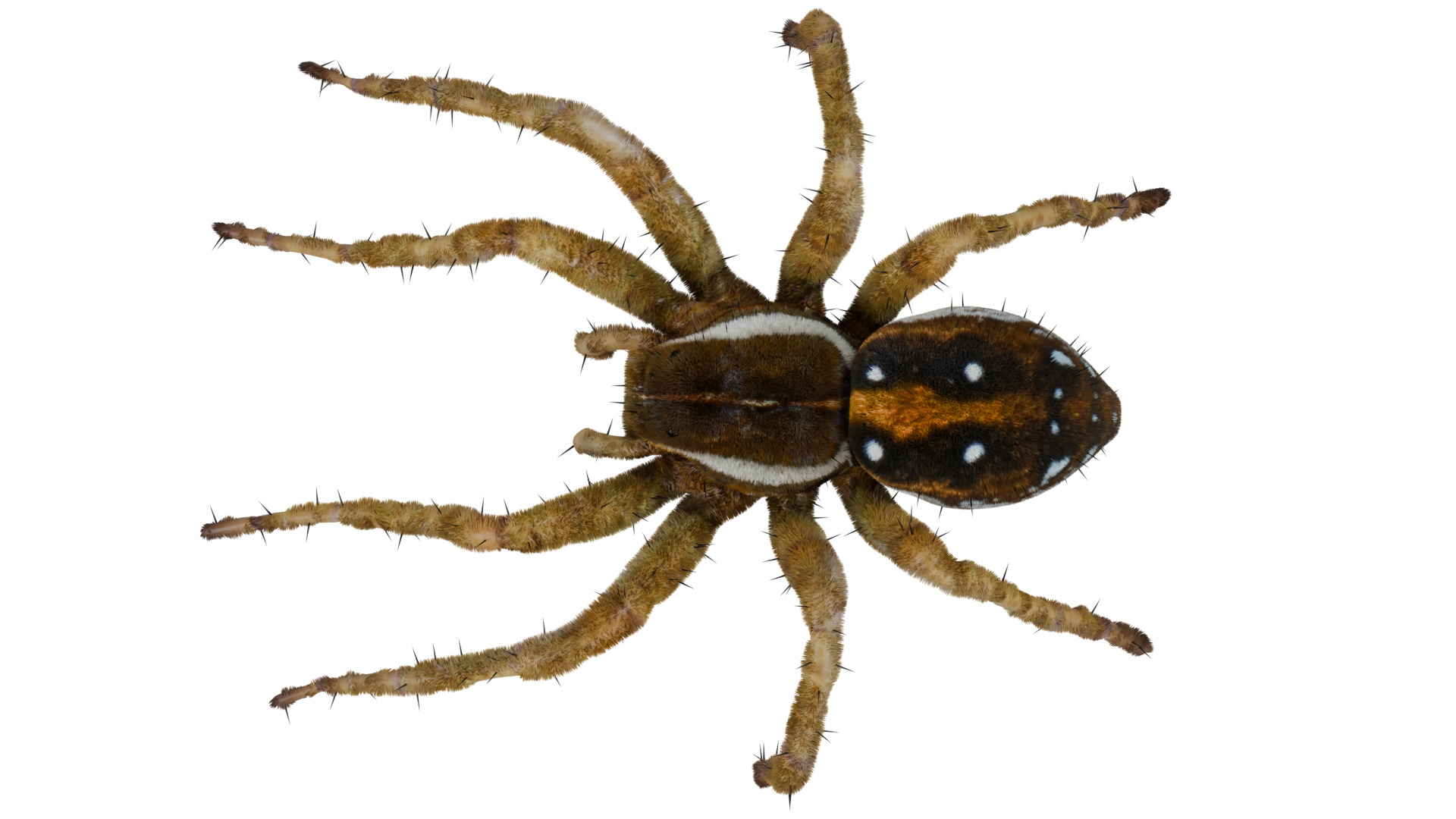 Fishing Spider 3D model_8