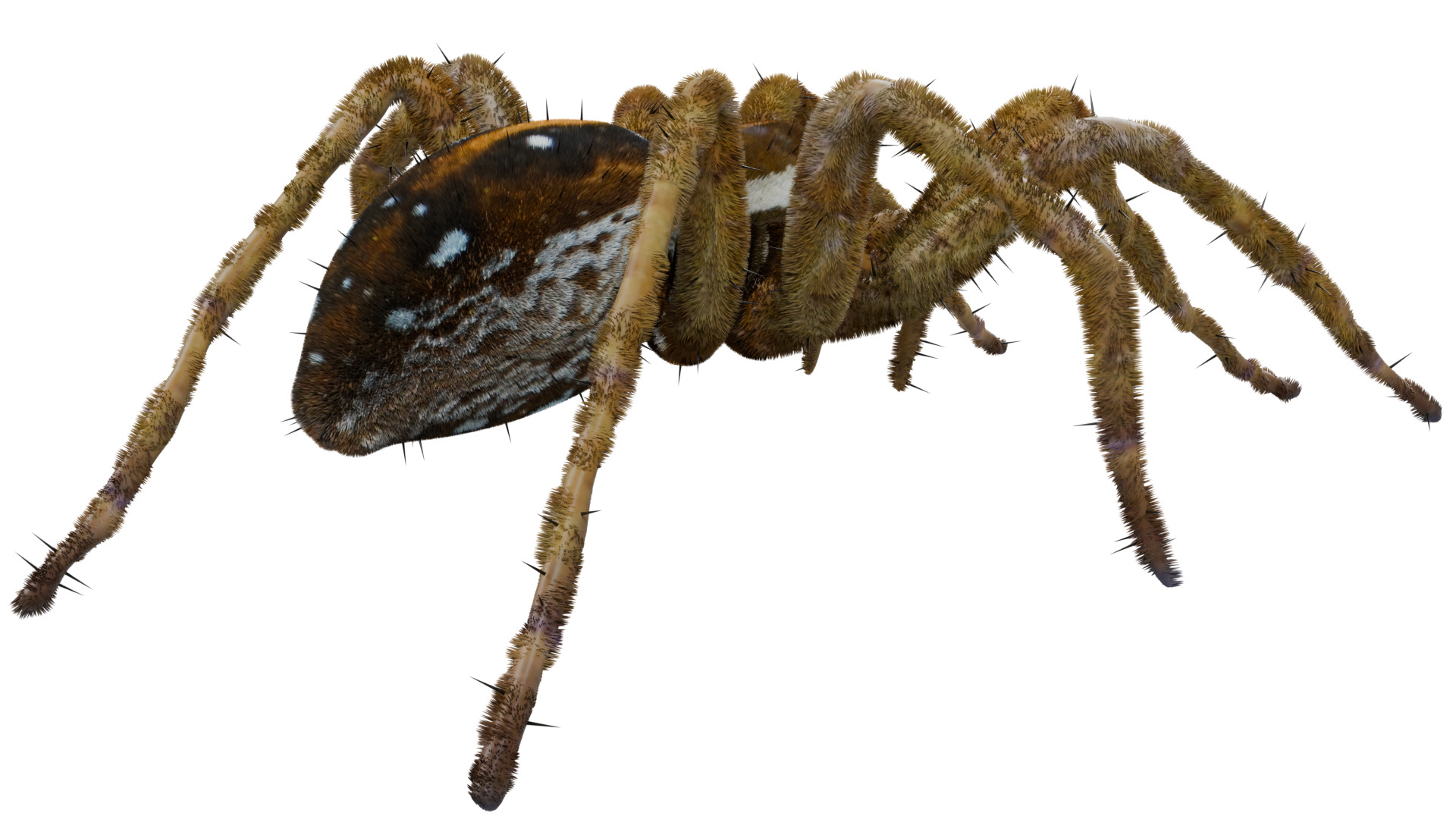 Fishing Spider 3D model_4