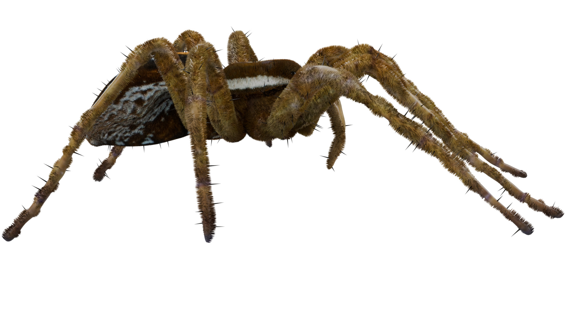 Fishing Spider 3D model_5