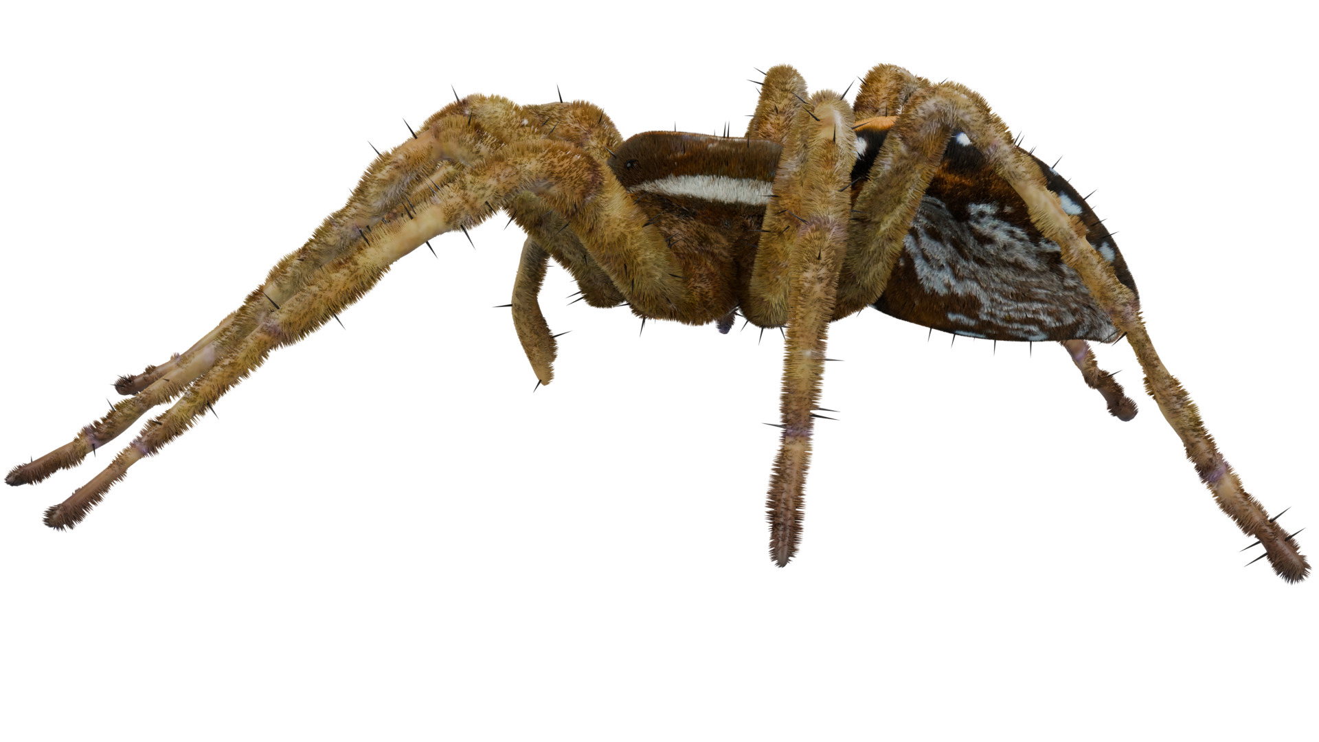Fishing Spider 3D model_1