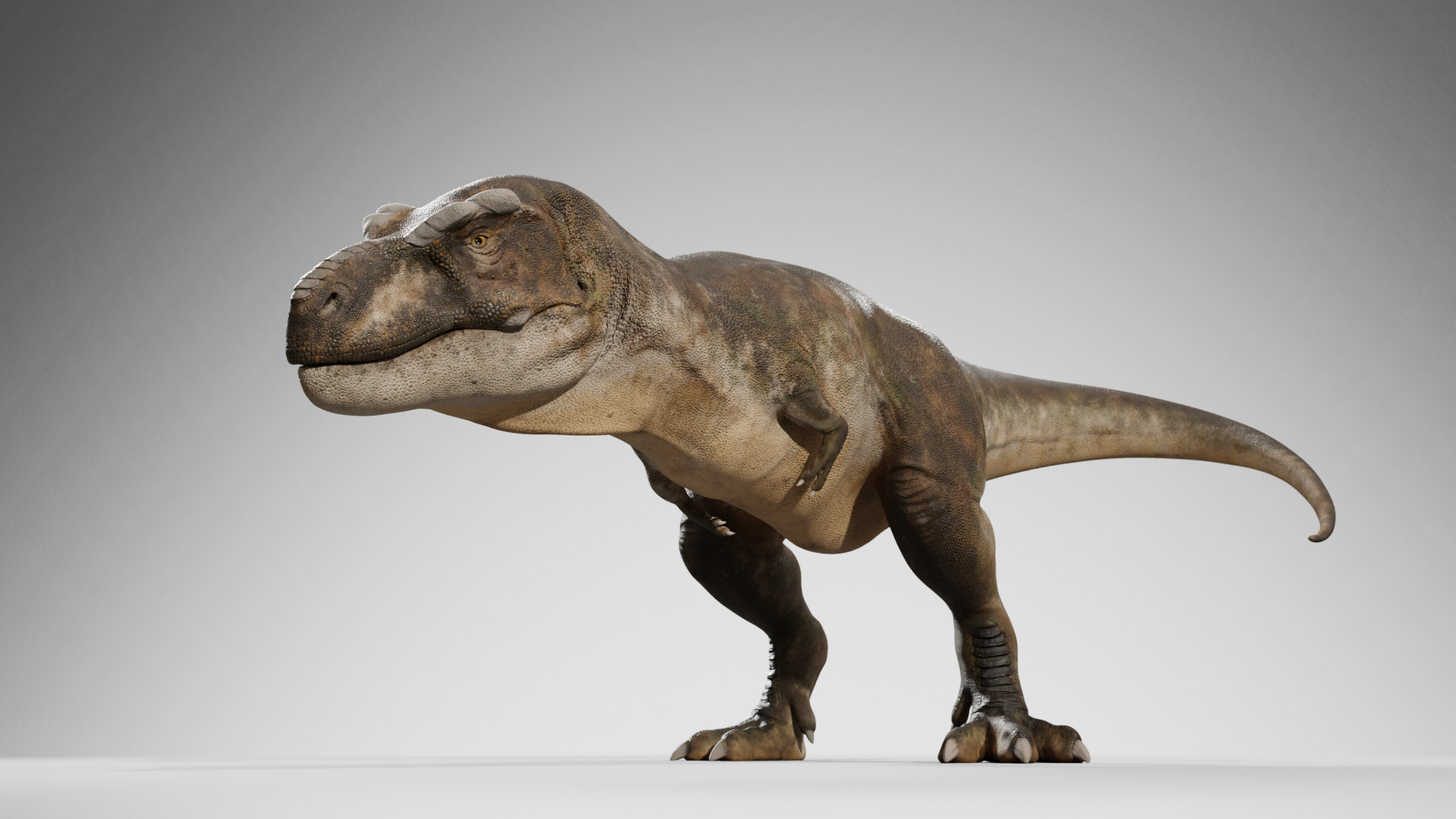 Accurate - Tyrannosaurus rex RIG Low-poly 3D model_4