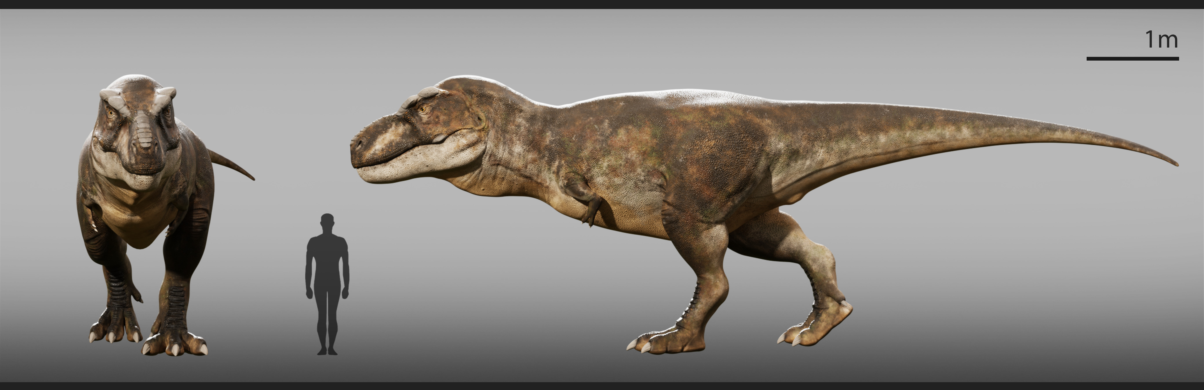 Accurate - Tyrannosaurus rex RIG Low-poly 3D model_12