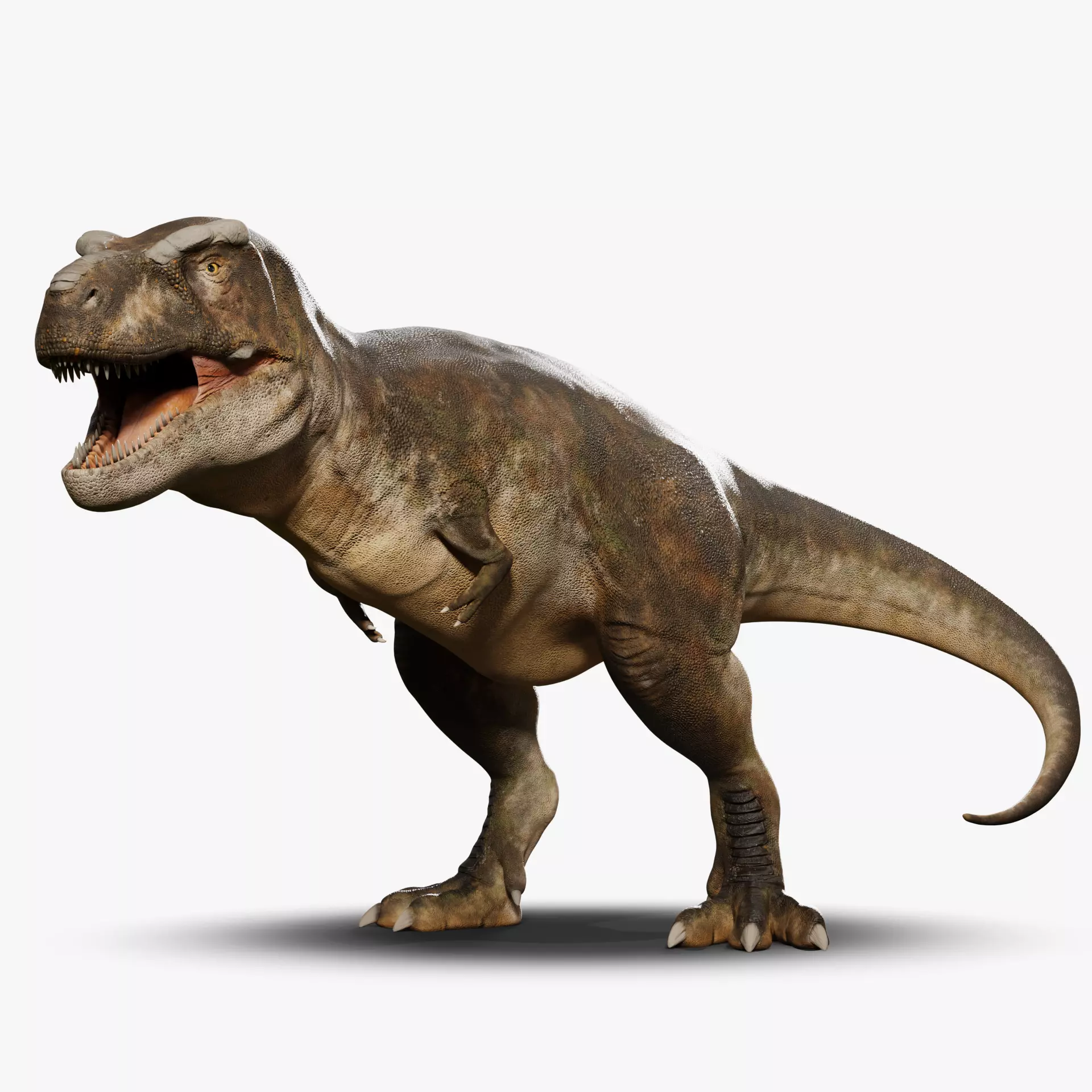Accurate - Tyrannosaurus rex RIG Low-poly 3D model_0