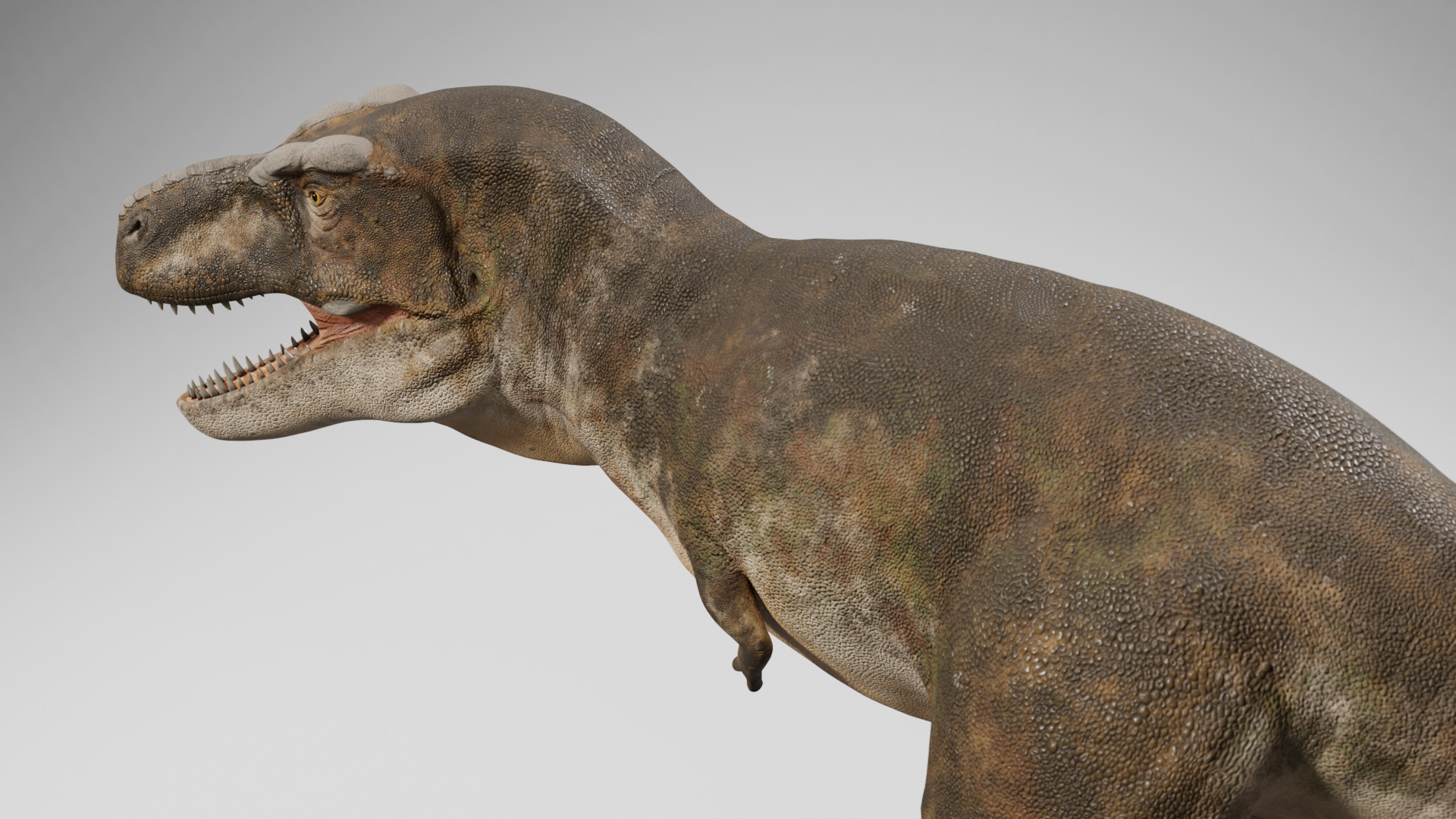 Accurate - Tyrannosaurus rex RIG Low-poly 3D model_7