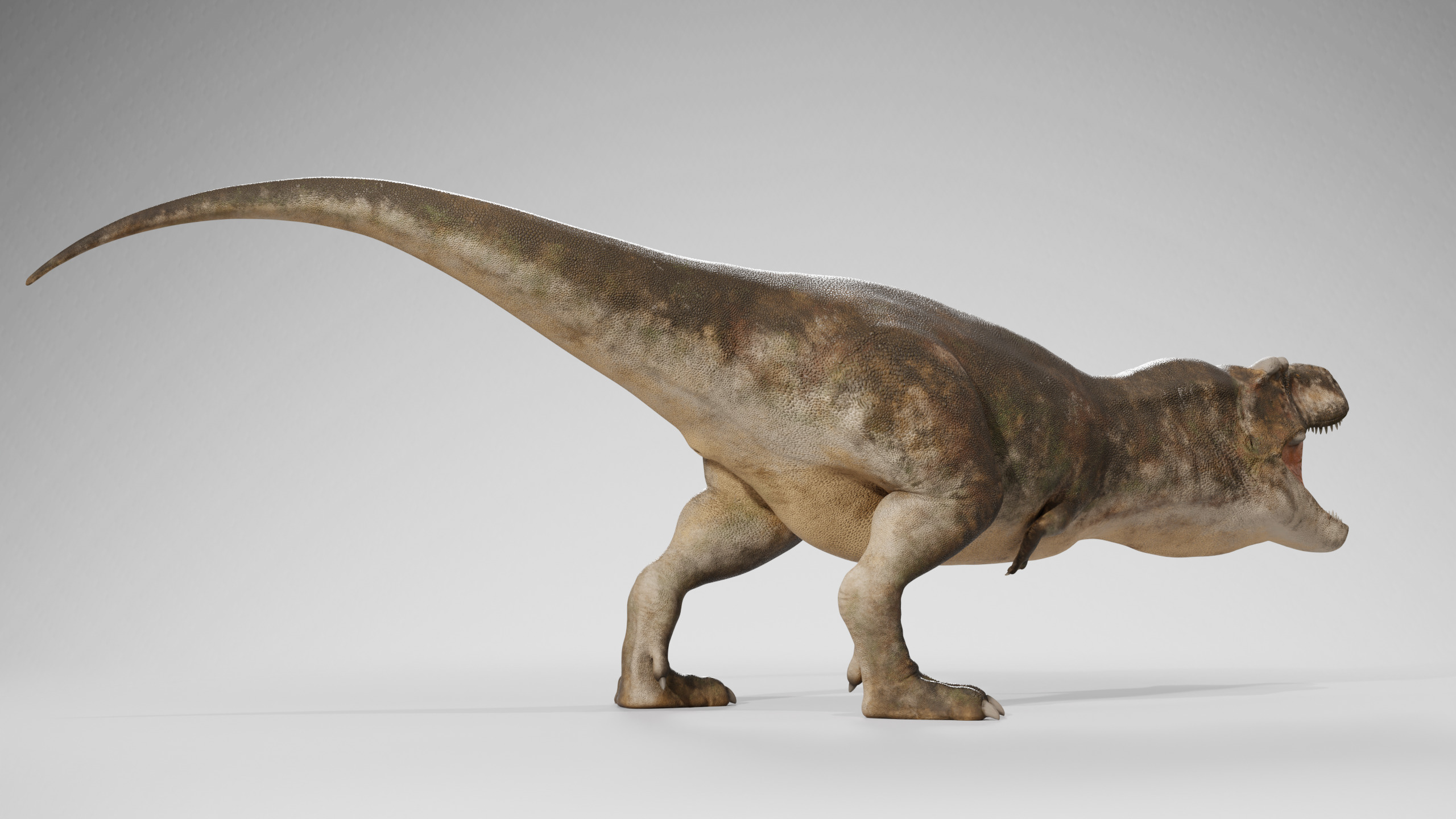 Accurate - Tyrannosaurus rex RIG Low-poly 3D model_5