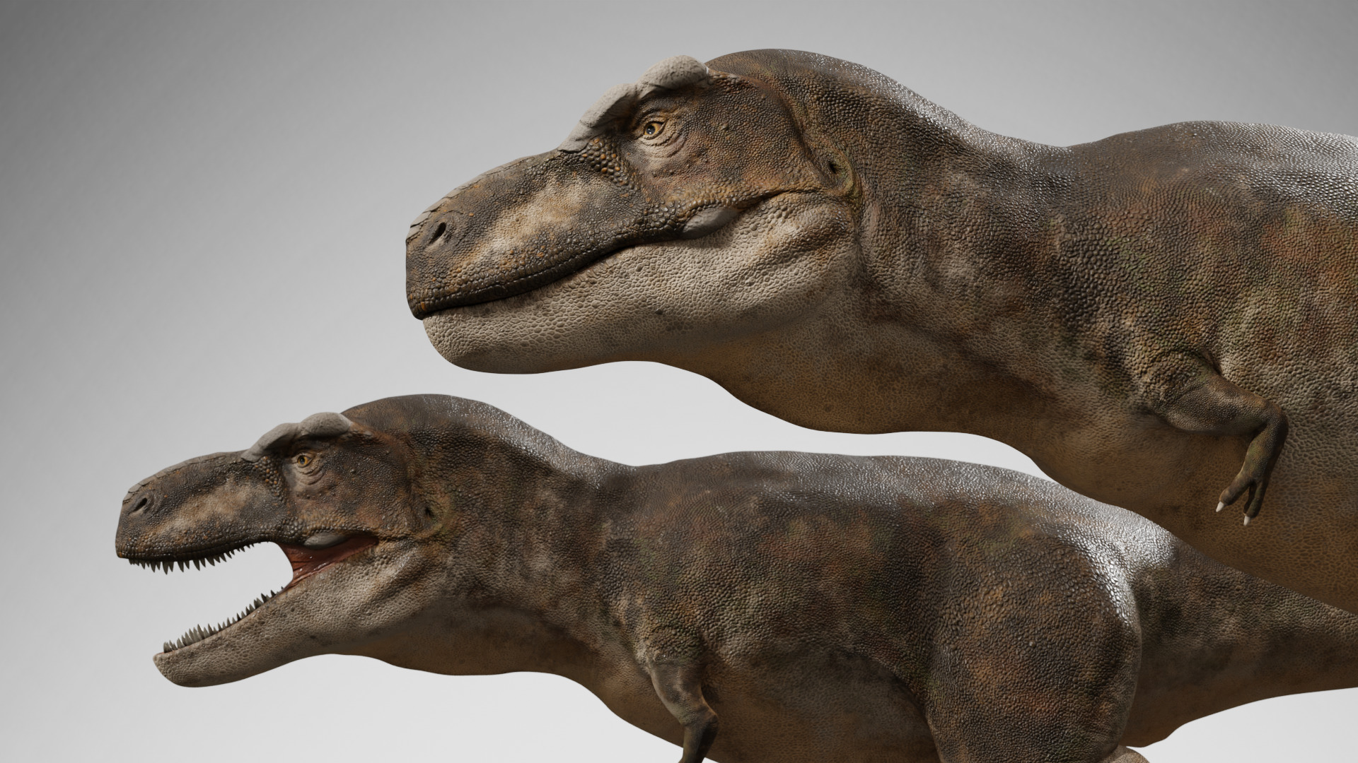 Accurate - Tyrannosaurus rex RIG Low-poly 3D model_10
