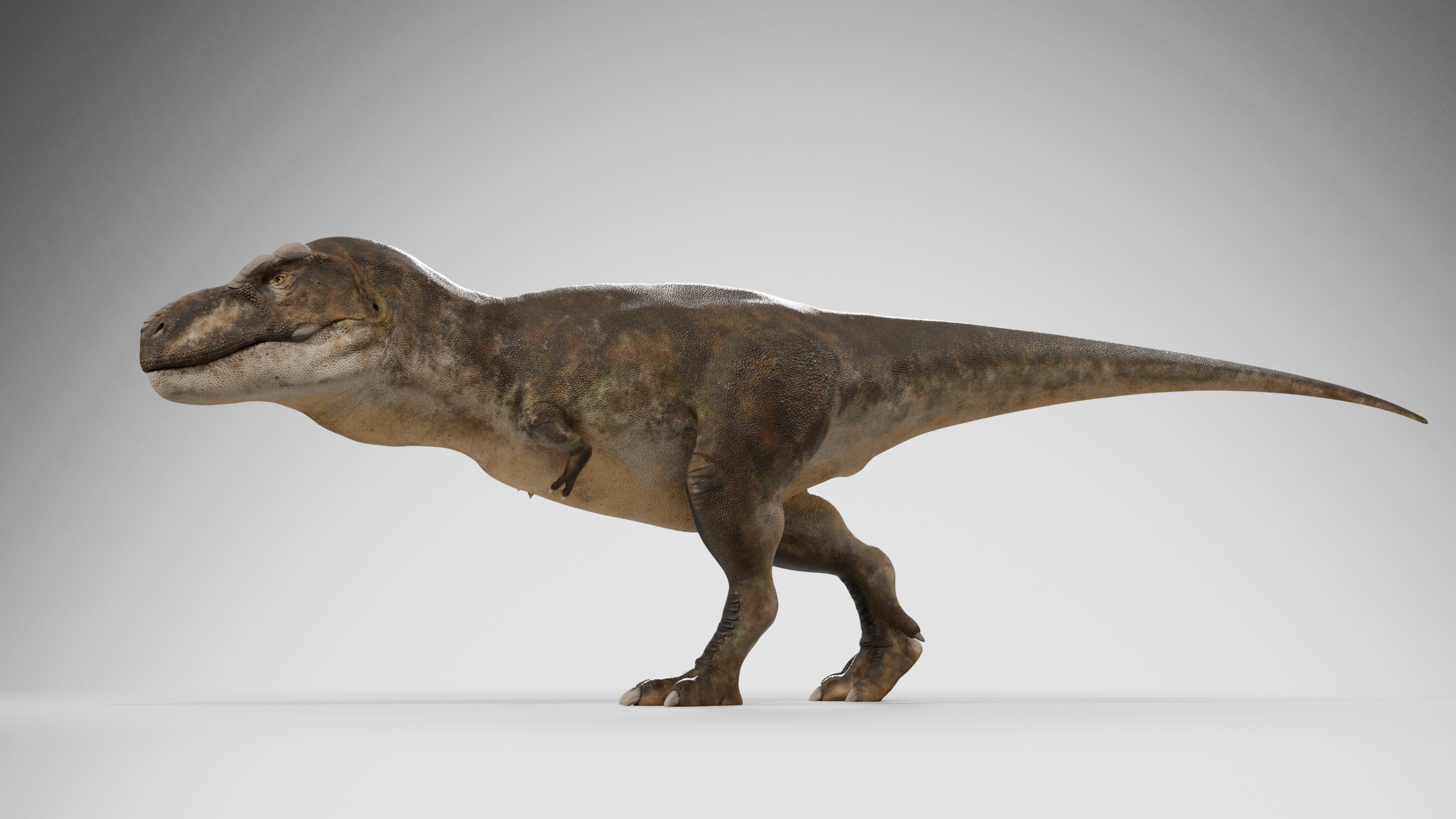 Accurate - Tyrannosaurus rex RIG Low-poly 3D model_8