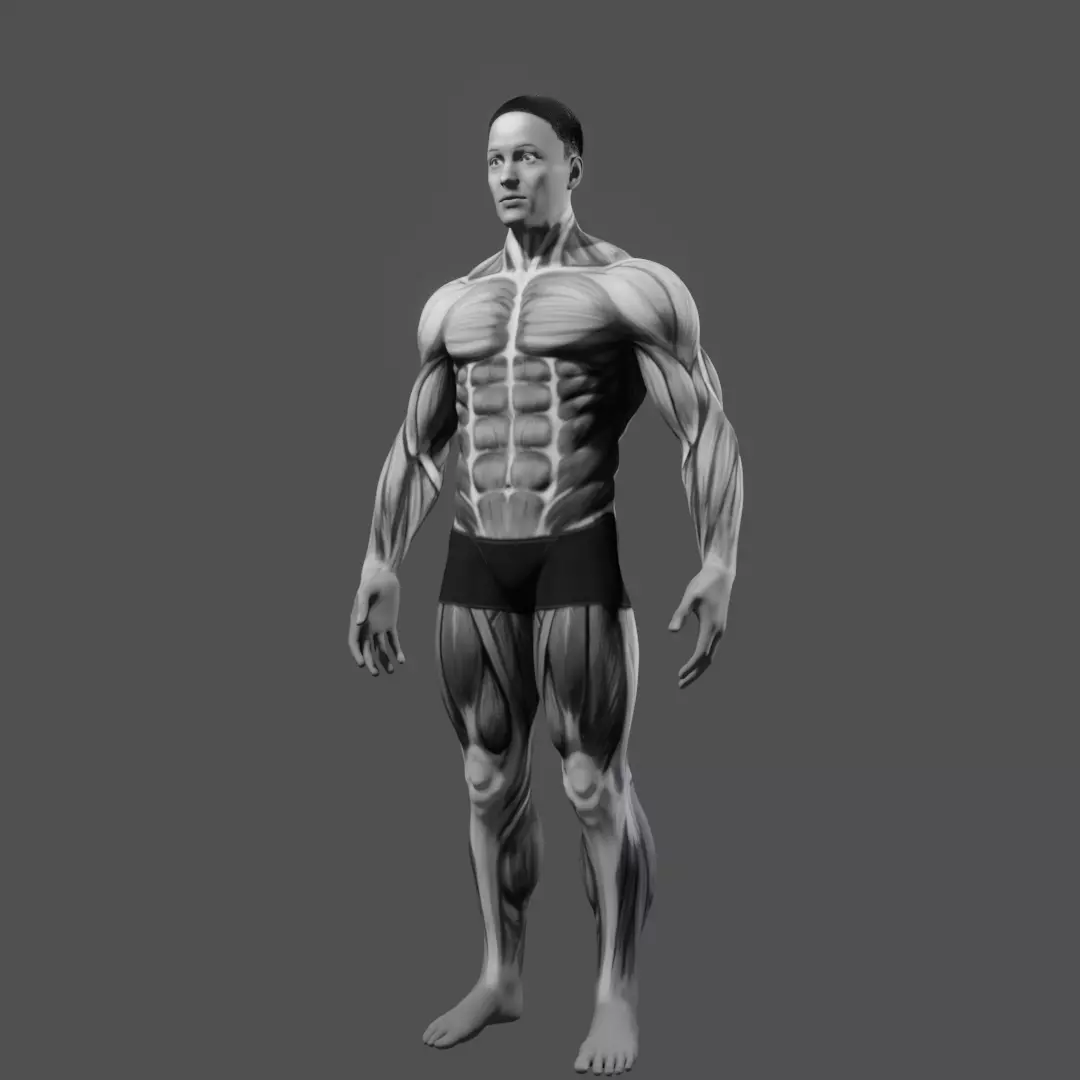 BodyBuilder male 3D model