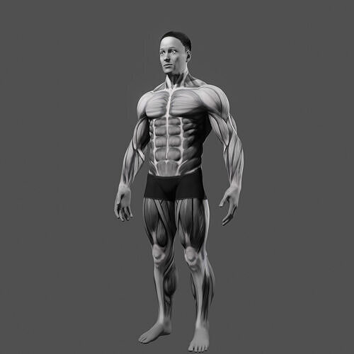 BodyBuilder male  3D model
